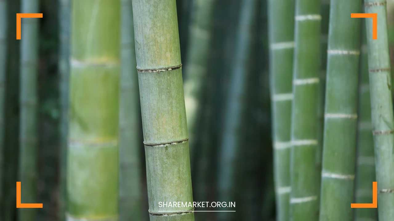 Bamboo Farming Business